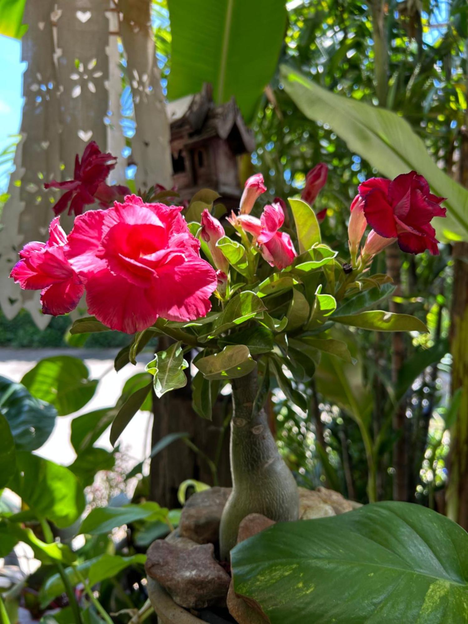 Hongkhao Village Курортный комплекс Чиангмай
